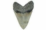 Serrated, Fossil Megalodon Tooth - North Carolina #275262-2